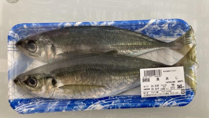 アジを血抜きします