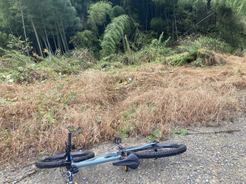 金沢市高尾の竹林です